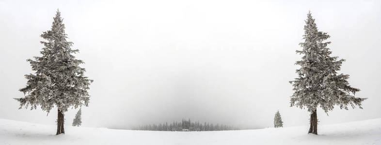 黑白冬山新年圣诞景观。 孤独的高杉树，覆盖着霜冻，在厚厚的白雪中，复制了天空和地平线上黑色森林的空间背景。