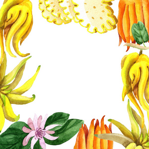 异国情调的热带植物野生水果在水彩风格隔绝。框架边框装饰方形