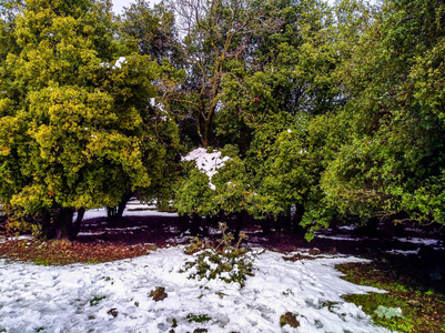 奥德姆森林树木覆盖雪以色列冬季旅行照片