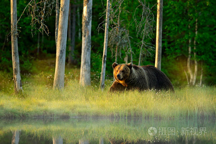 棕色熊在森林晨光中行走自然界中的危险动物泰加和草地栖息地来自芬兰