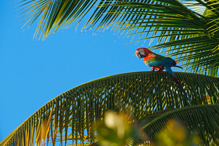 大红色鹦鹉，红色和绿色的鹦鹉，坐在树枝棕榈树上。 特立尼达和多巴哥。 大自然中的野生动物场景。 在美国观鸟动物用水果做鸟。