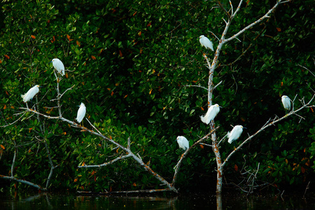 树上的白鸟. 成群的白鹭在绿色热带森林的水面上飞翔.