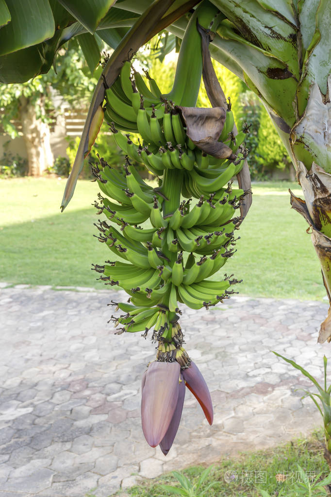 香蕉树成熟的水果生长在花园里在一个秋天的日子里