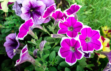 用白色帆布牵牛花封闭美丽的紫色。 花园中的园艺多年生花卉。