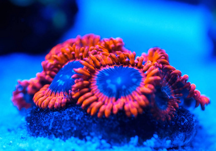 海底缤纷珊瑚图片