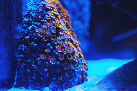海洋水族馆里的珊瑚。