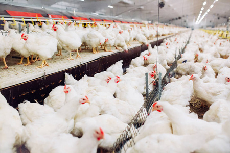 在室内养鸡场喂鸡照片