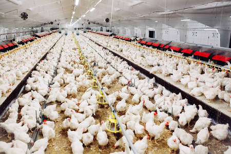 在室内养鸡场喂鸡照片