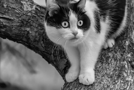 秋天，一只美丽的成年黑白猫大眼睛在花园里的一棵树上乱窜