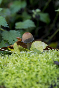 英国威尔特郡萨文纳克森林真菌
