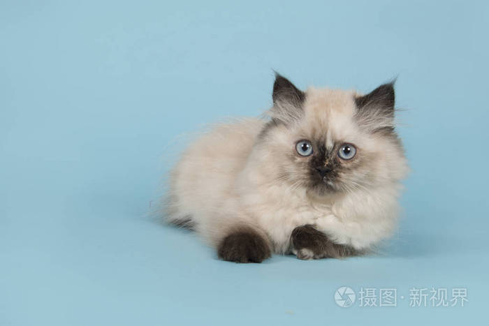 蓝眼睛躺在蓝色背景上的波斯长毛小猫照片 正版商用图片13sgl0 摄图新视界