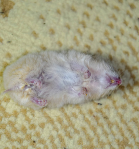 仓鼠伪冬眠与死亡姿势图片