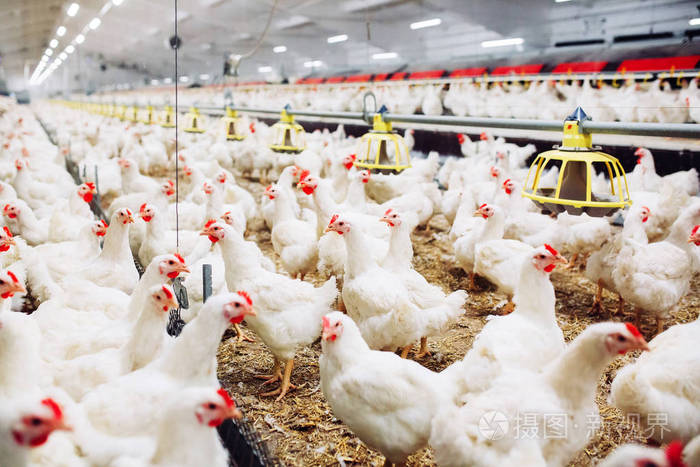 在室内养鸡场喂鸡