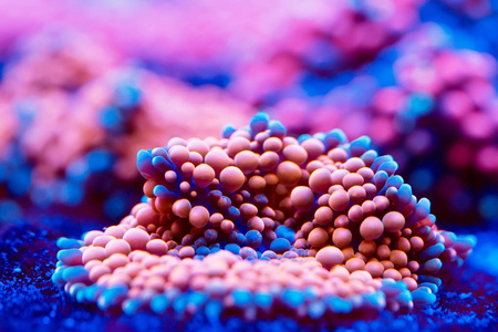阿尼蒙。 海洋水族馆里的珊瑚。
