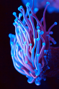 阿尼蒙。 海洋水族馆里的珊瑚。