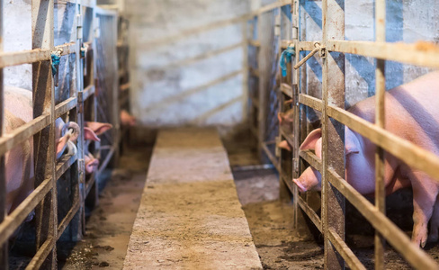 农场谷仓里可爱的粉红色猪图片