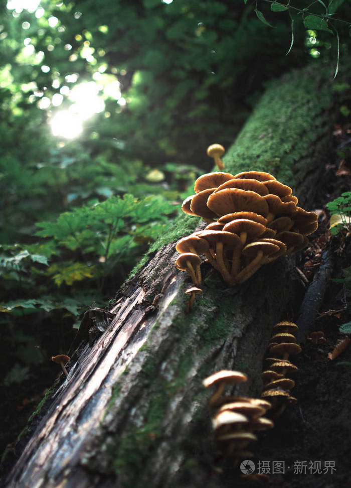 秋天森林里的蘑菇