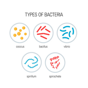 细菌概念的类型。 平面样式的彩色矢量图标
