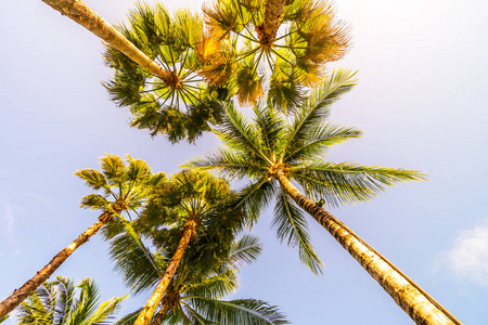 美丽的热带自然椰子棕榈树，天空背景，老式过滤器