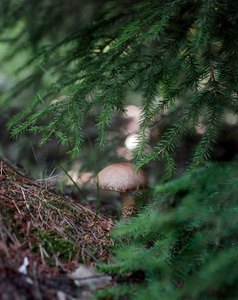 秋天森林里的蘑菇
