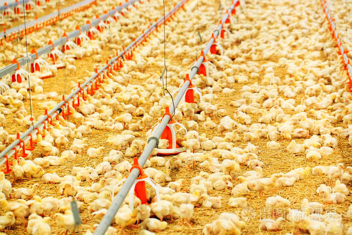 鸡场内饲养的小鸡