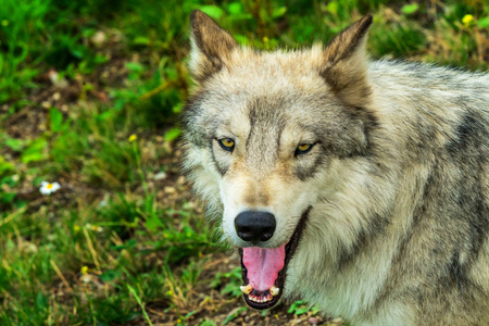 灰木西狼犬狼疮黄眼