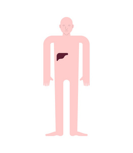 肝脏人体解剖。 胃肠道内脏。 人体和器官的系统。 医疗系统。 向量说明