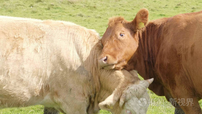 两头牛在草地上