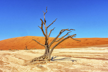 枯萎的树和沙丘在死的vleysossusvlei纳米比亚.照片
