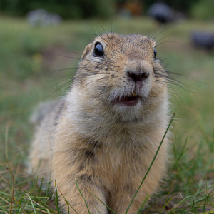 特写地鼠照片照片