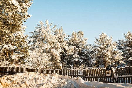 美丽的冬天风景，森林里满是树木覆盖着雪。 俄罗斯在寒冷的日子里