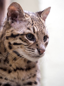 s cat, Oncifelis geoffroyi, is a small South American cat