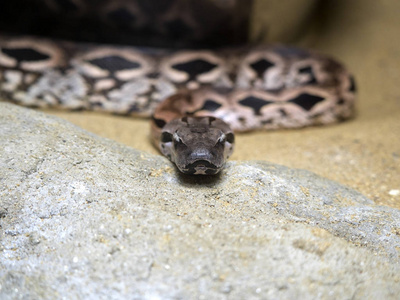 s Ground Boa, Acrantophis dumerili, is one of Madagascarx27