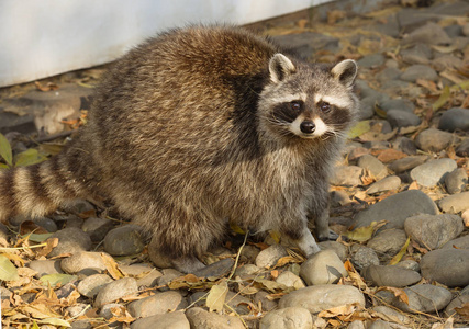 北美浣熊图片-北美浣熊素材-北美浣熊插画-摄图新视界