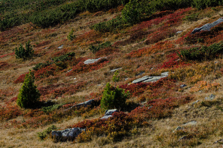 高山草甸，有五颜六色的草和松灌木蒙大拿松灌木，西北部的里拉山在保加利亚。2018年秋季
