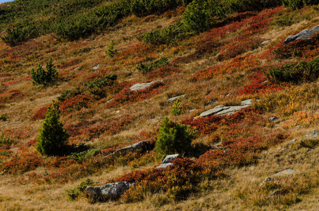 高山草甸，有五颜六色的草和松灌木蒙大拿松灌木，西北部的里拉山在保加利亚。2018年秋季