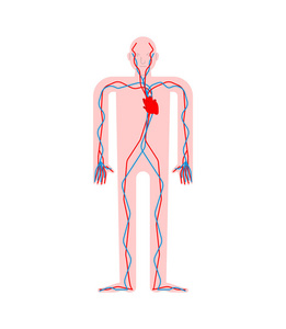 循环系统。心脏和血管。主动脉和动脉人体解剖。内脏。人体和器官的系统。向量说明