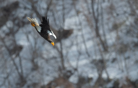 s sea eagle in flight over winter mountain background. Scientifi