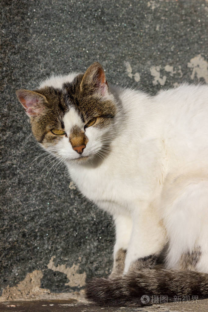 可爱的白灰猫在秋天的早晨晒太阳