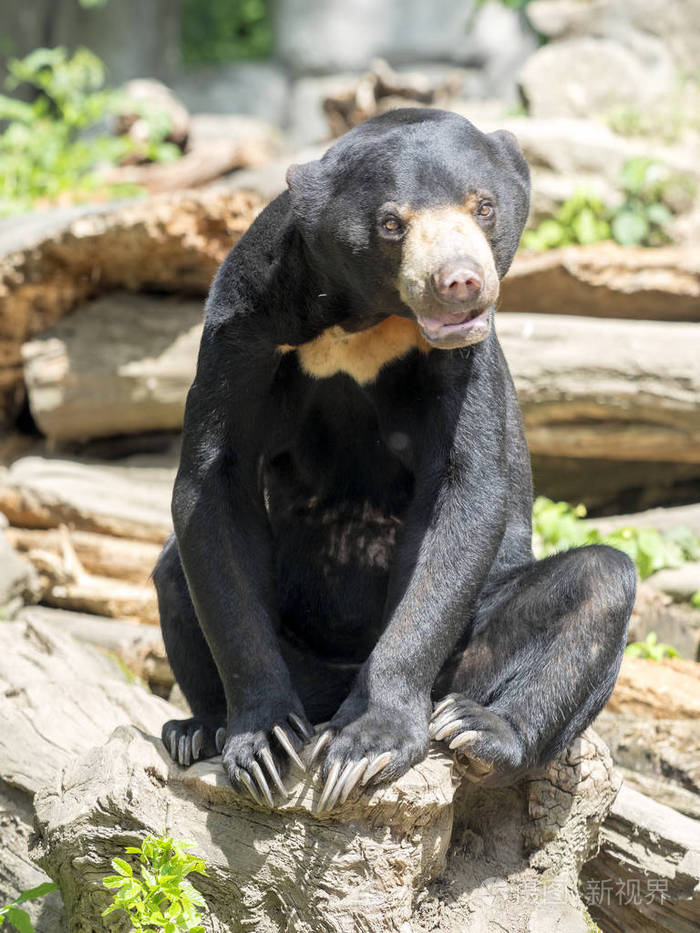 马来西亚太阳熊马来西亚太阳神