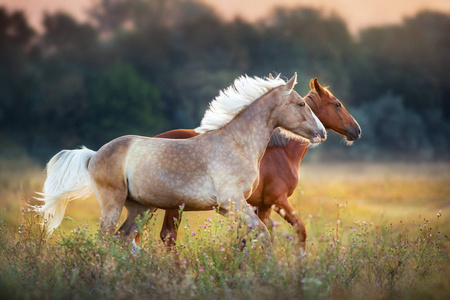 太阳升起的草地上，栗色马跑得很快