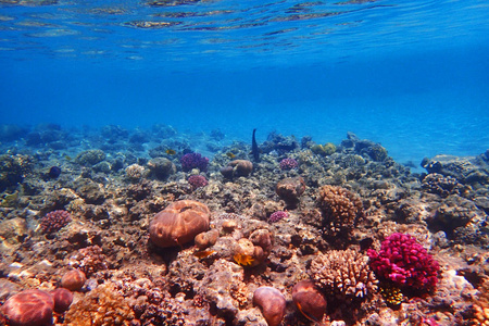 埃及珊瑚礁，颜色自然