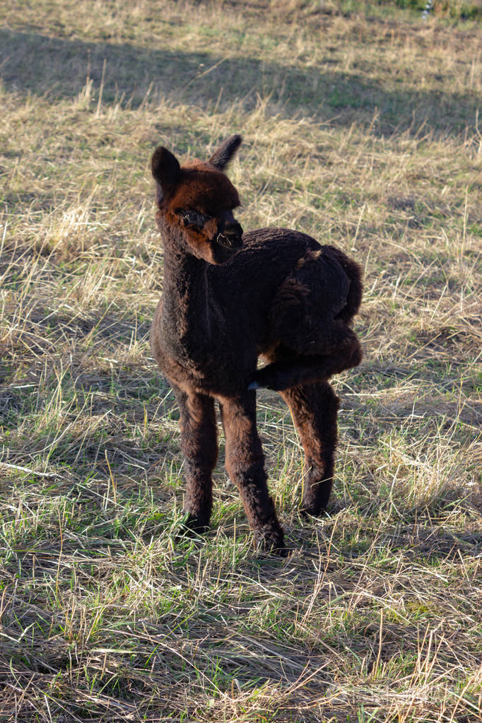 德国南部农村的羊驼宝宝
