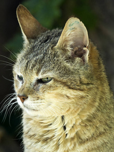 阿拉伯野猫是欧洲野猫的亚种