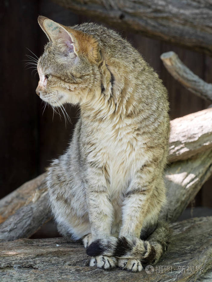 阿拉伯野猫是欧洲野猫的亚种