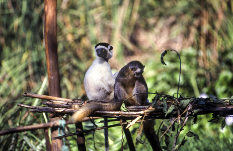 s Sifaka Lemur, Propithecus verreauxi, Parc du Menabe, Toliara