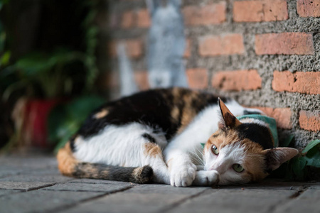 美丽的三色猫躺在行走的马厩上，整齐的砖墙