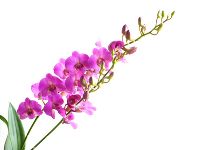 粉红色兰花花芽花束分离白色背景