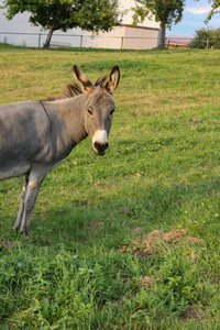 德国南部乡村夏季傍晚在围场的可爱驴子
