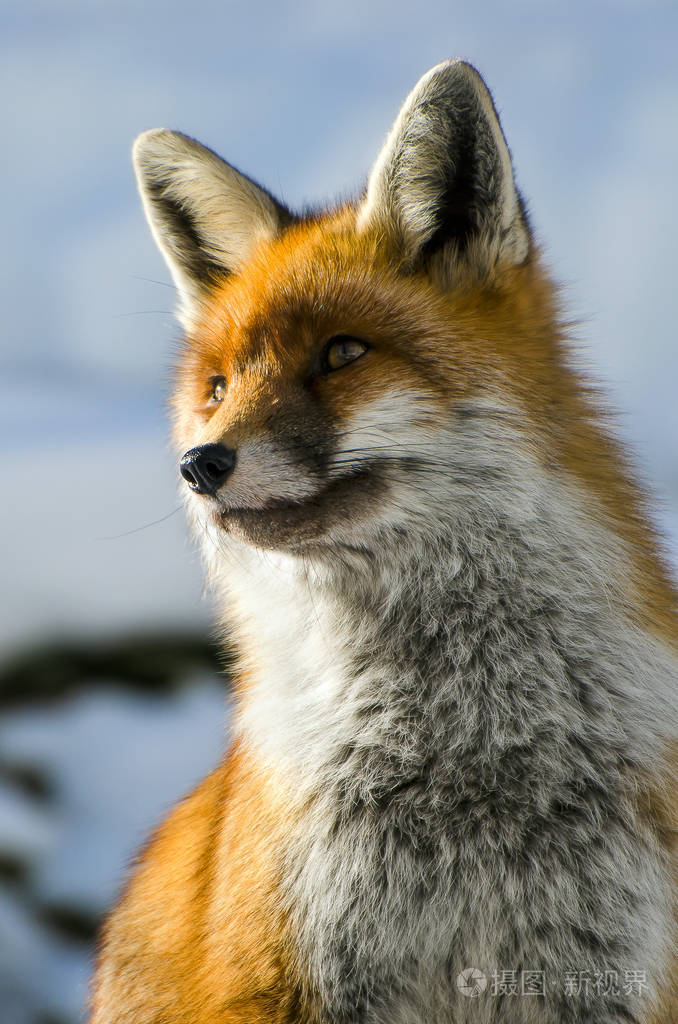 红狐靠近冬天的雪